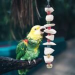 Natural Cuttlebone Bird Chew Toy - Hình 6