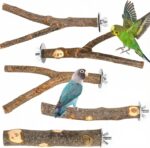 Natural Apple Wood Bird Perches - Hình 10