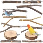 Natural Apple Wood Bird Perches - Hình 12