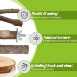 Natural Apple Wood Bird Perches - Hình 4