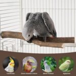 Natural Wood Bird Perch Set - Hình 8