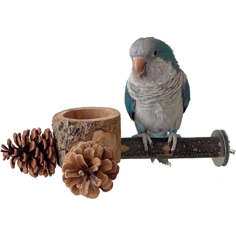 Apple Wood Foraging Bowl - Premium & Natural Pine Cones Set